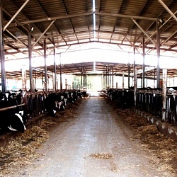 Сельское хозяйство